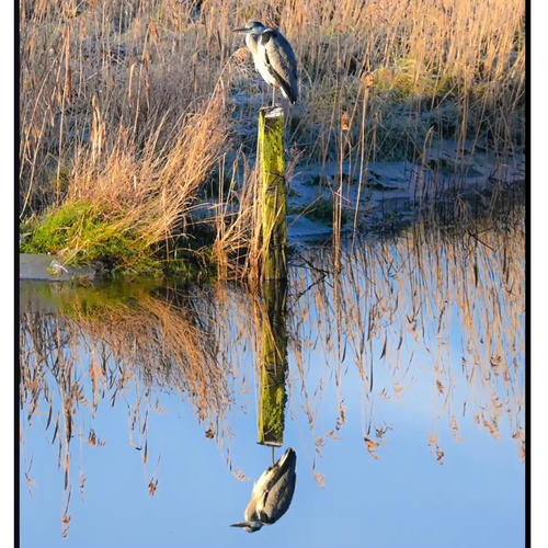 Tipton Poetry Journal